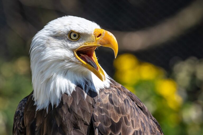 Seeadler