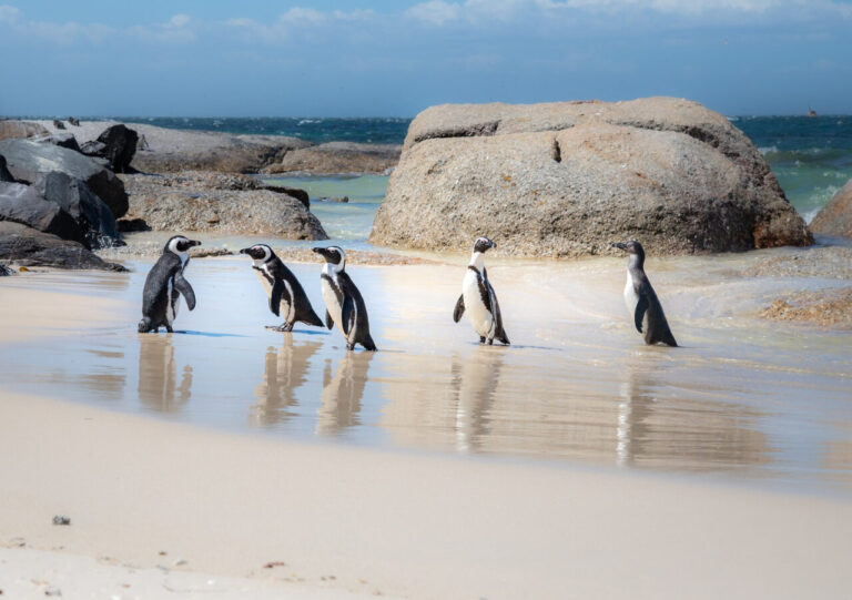 Brillenpinguine