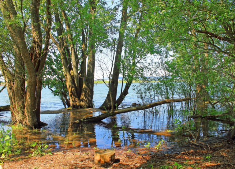 Rheinauen