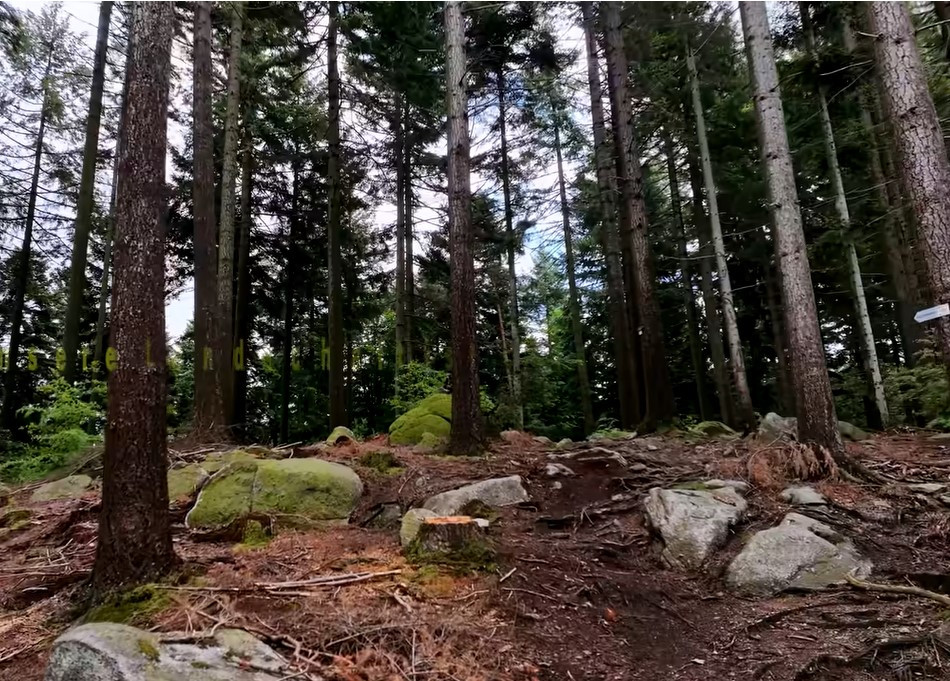 Wald auf der Schwend
