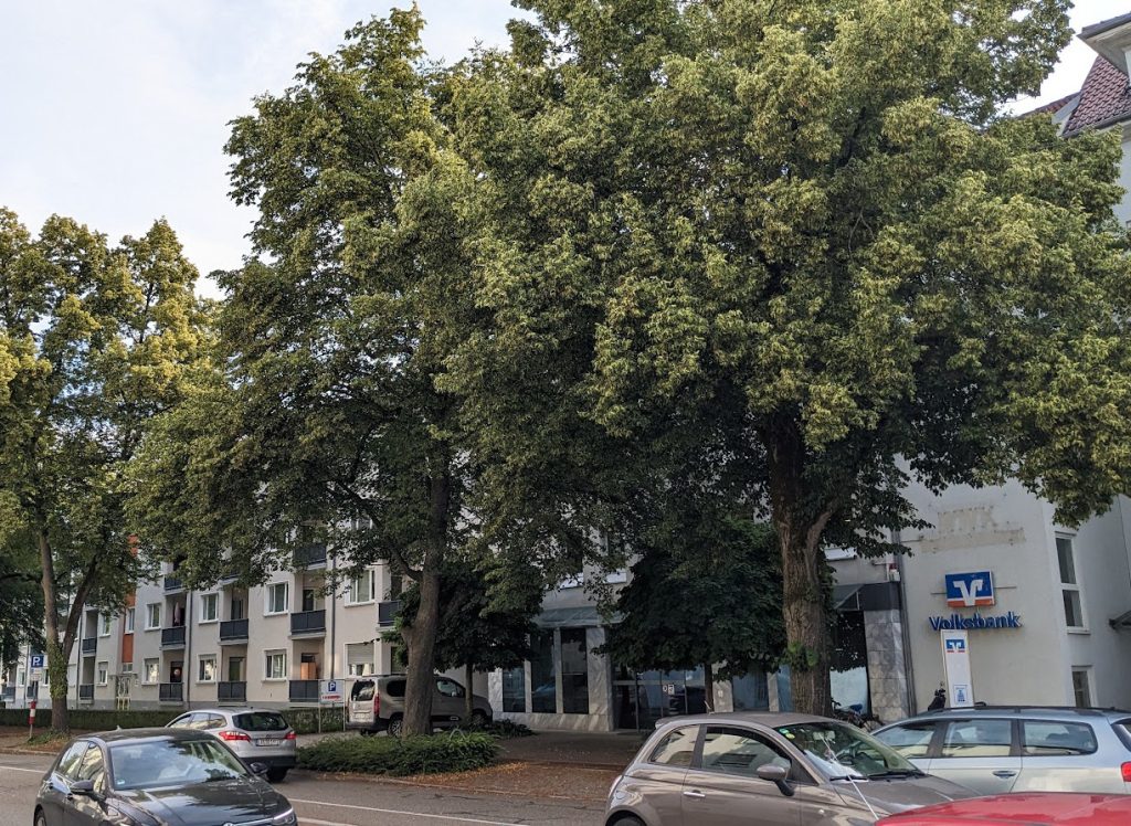 Straße Offenburg Bäume