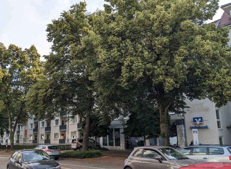 Straße Offenburg Bäume