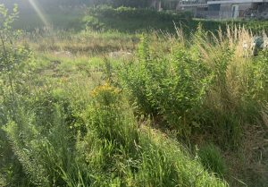 Naturgarten
