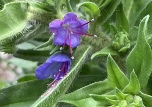 Gewöhnlicher Natternkopf Naturgarten