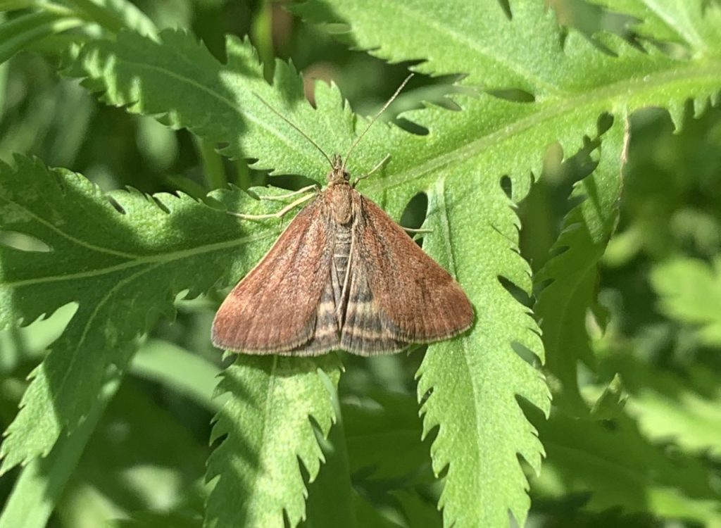 Schmetterling Rainfarn Olivbrauner Zünsler