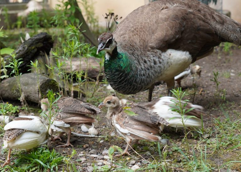Blauer Pfau Küken Stadtpark Lahr