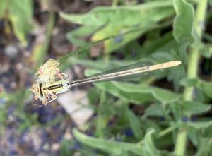 Blaue Federlibelle Weibchen