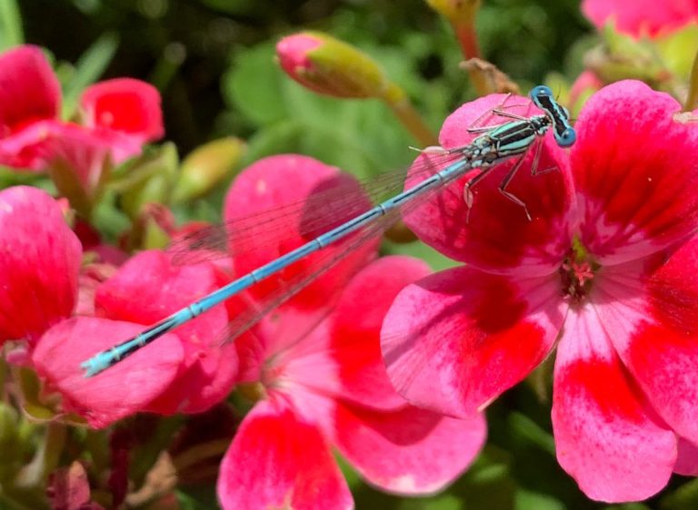 Blaue Federlibelle Männchen