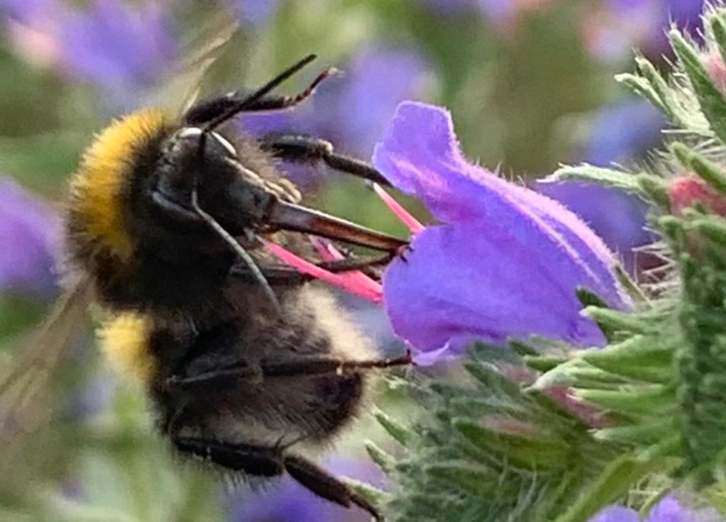 Dunkle Erdhummel Blüte