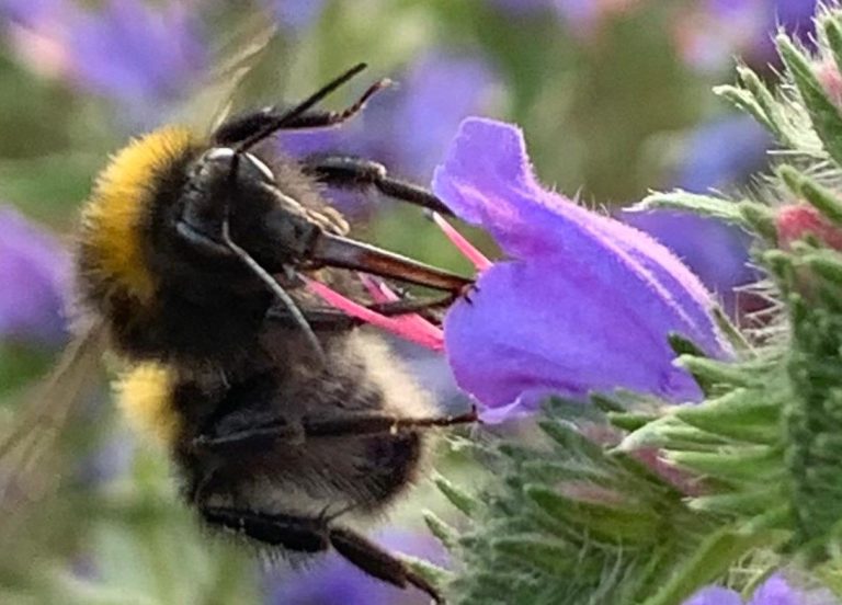 Dunkle Erdhummel Blüte