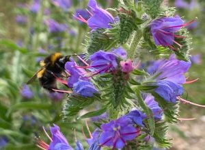 Dunkle Erdhummel Blüte