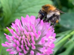 Dunkle Erdhummel Blüte