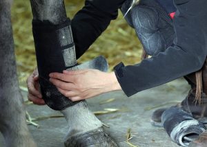 Laura Cassagne Pferd