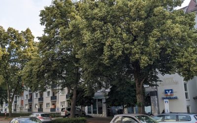 Straße Offenburg Bäume