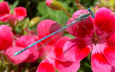 Blaue Federlibelle Männchen