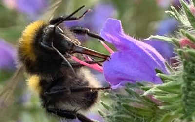 Dunkle Erdhummel Blüte