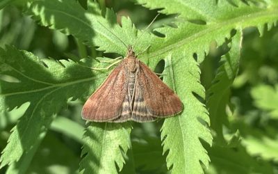 Schmetterling Rainfarn Olivbrauner Zünsler