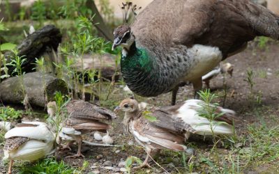 Blauer Pfau Küken Stadtpark Lahr