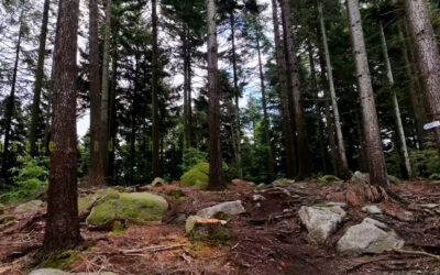Wald auf der Schwend